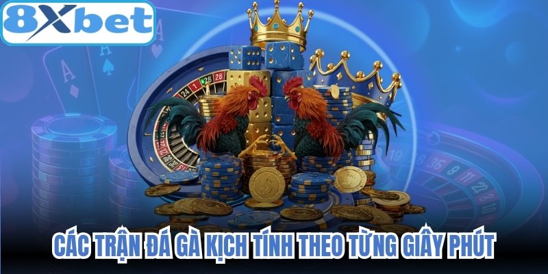 Các trận đá gà kịch tính theo từng giây phút