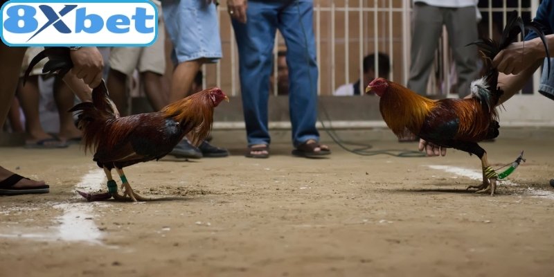 Đá gà 8xbet là hình thức kê trường trực tuyến chuẩn quốc tế
