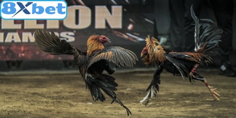 Tổng quan những loại hình đá gà 8xbet được ưa chuộng
