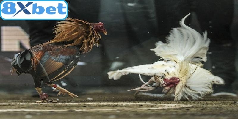 Nắm vững luật thi đấu để vào tiền đặt cược thành công